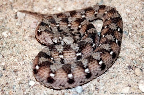 African Saw Scaled Viper Echis_ocellatus_from_Ghana
